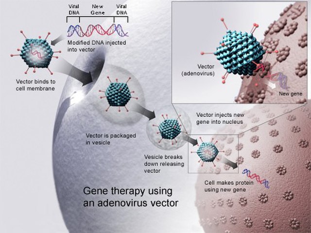 640px-Gene_therapy.jpg