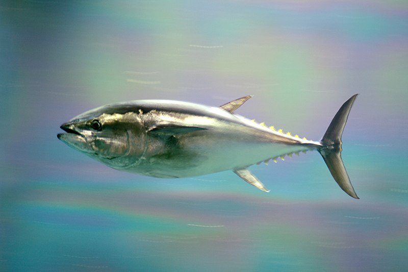 tuna