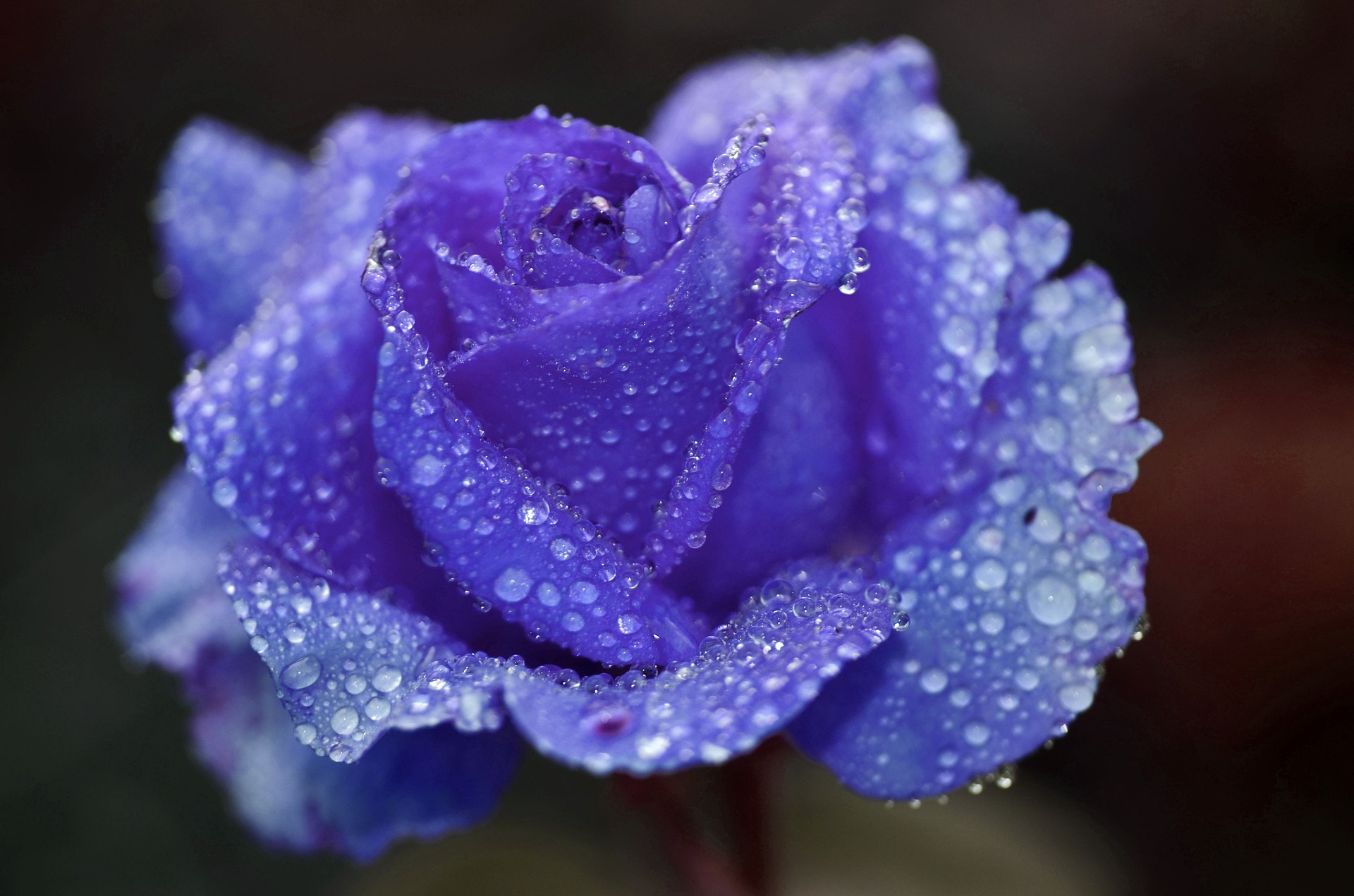 blue-rose.jpg