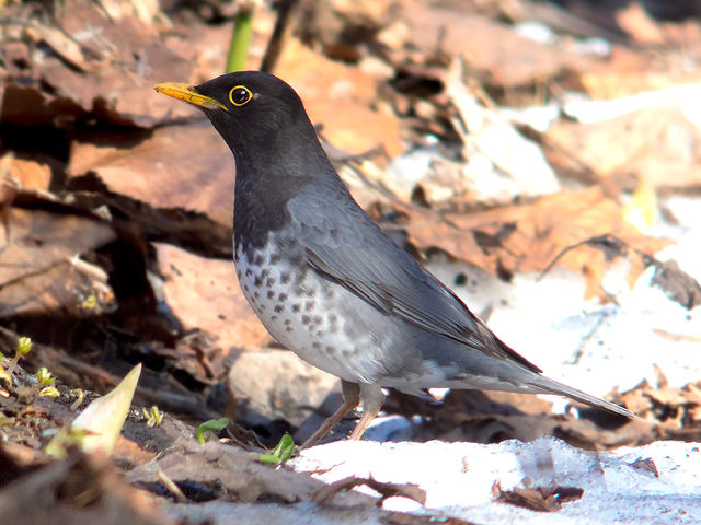 Japanese_Thrush.jpg