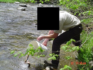 Brook_trout_stocking.jpg