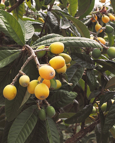 Loquat.jpg