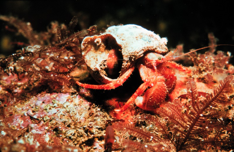 HermitCrab_NOAA.jpg
