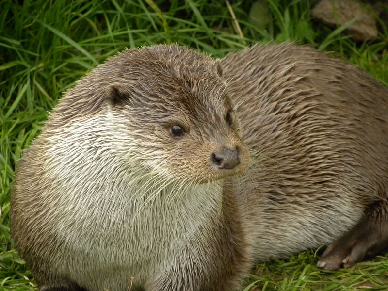otter.jpg