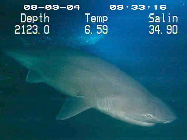 Six-gill_shark.jpg