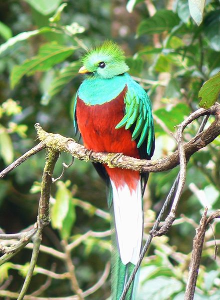440px-Quetzal01.jpg
