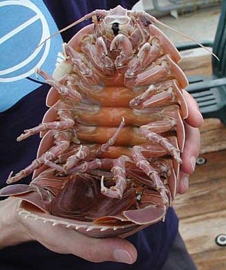 isopod.jpg