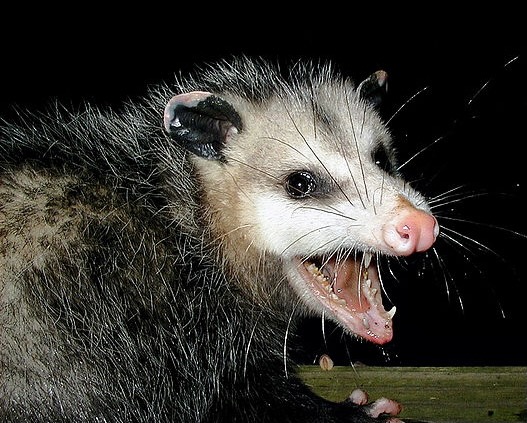 opposum2