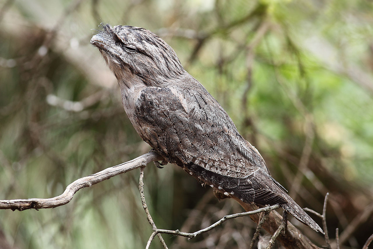 1280px-Tawny-frogmouth.jpg