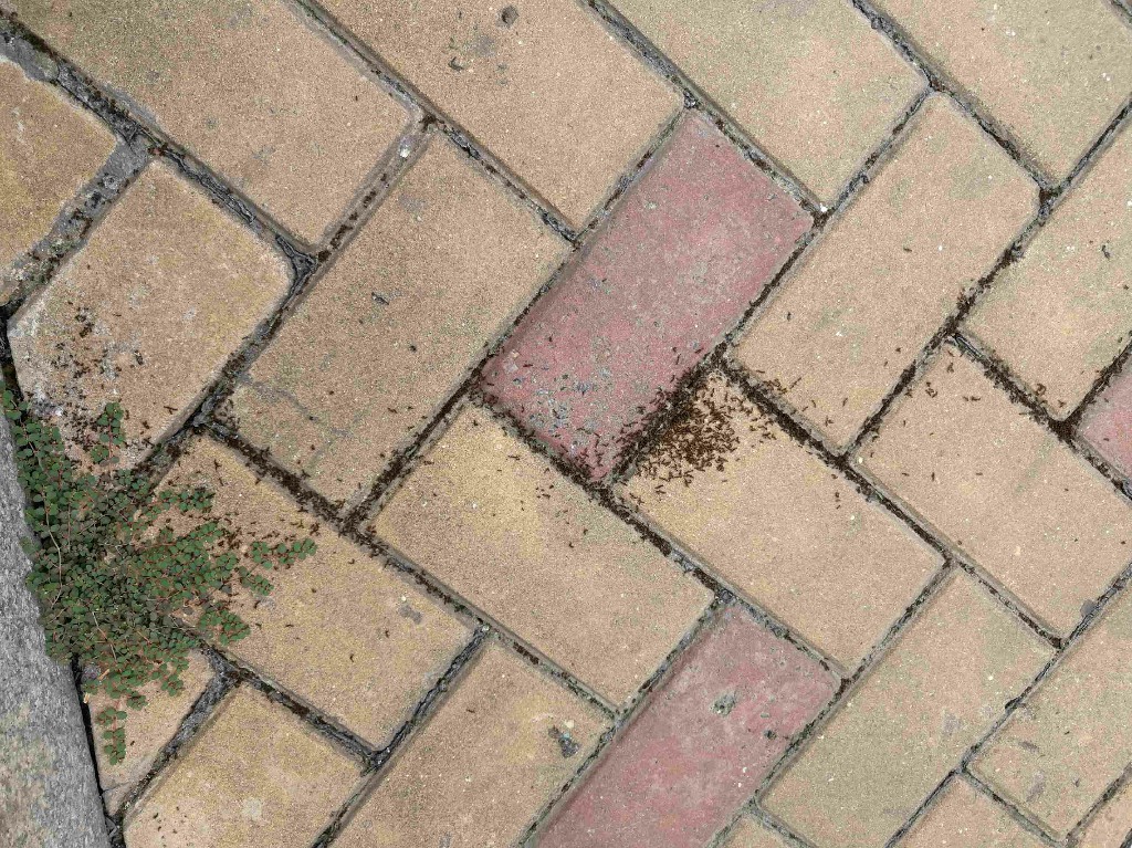 ants.jpg
