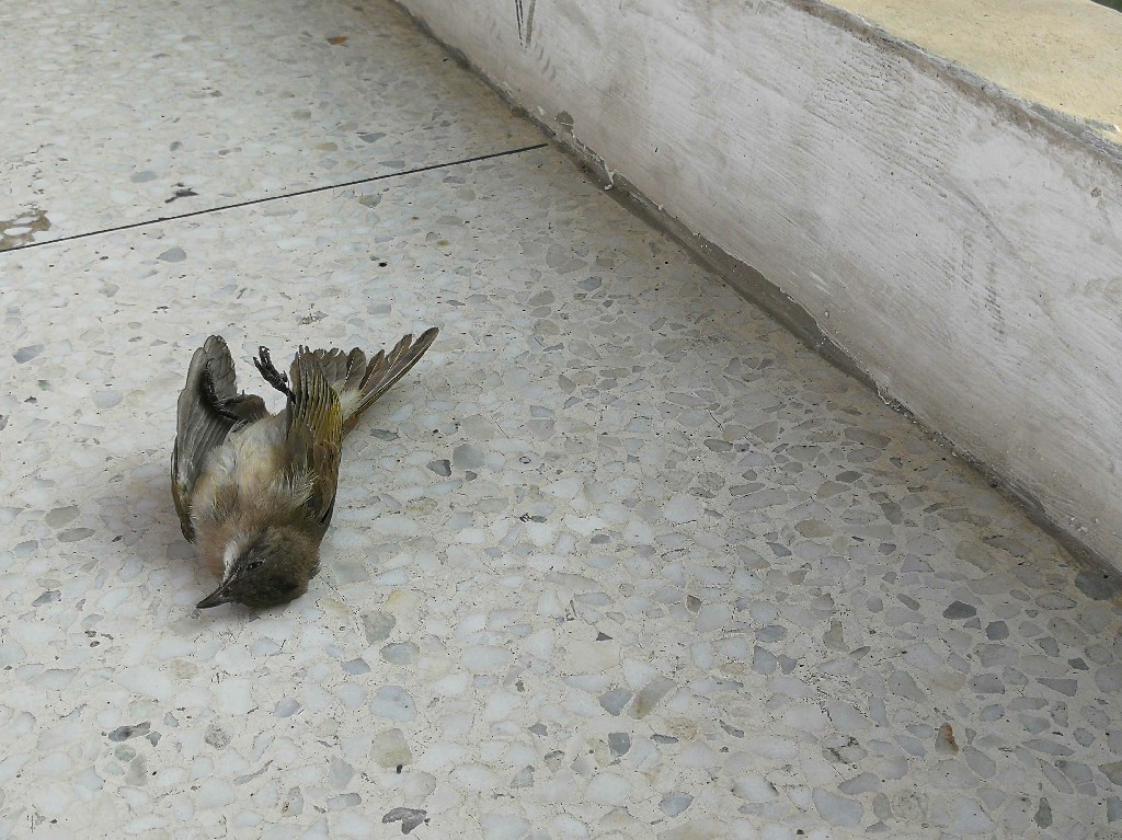 deadbird2.jpg
