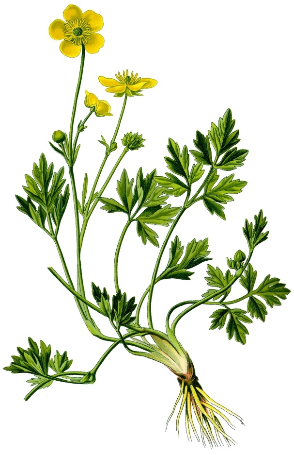 ranunculus-repens.jpg