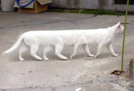 long_cat.jpg