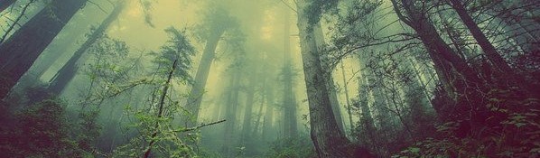 forest-931706__340 (3).jpg