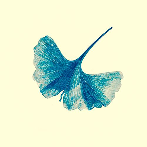 Leaf-Jinn-Ginkgo2.jpg