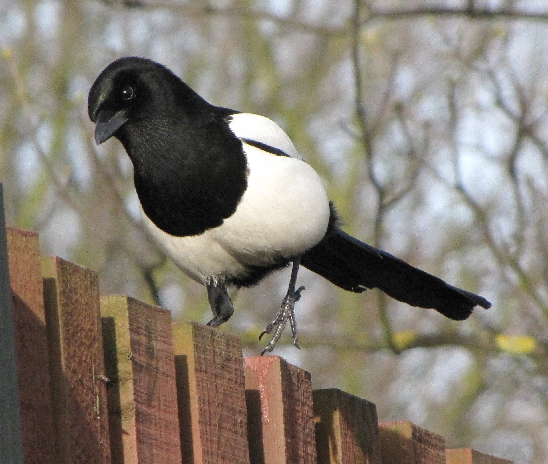 magpie-600266_1920.jpg