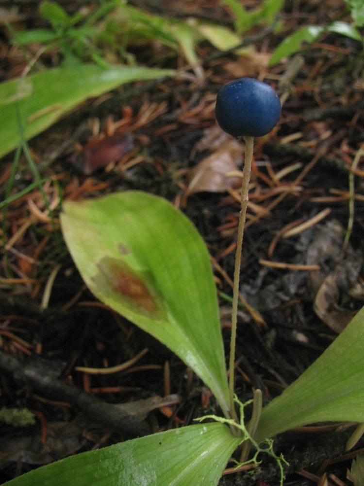 Clintonia%20uniflora.jpg
