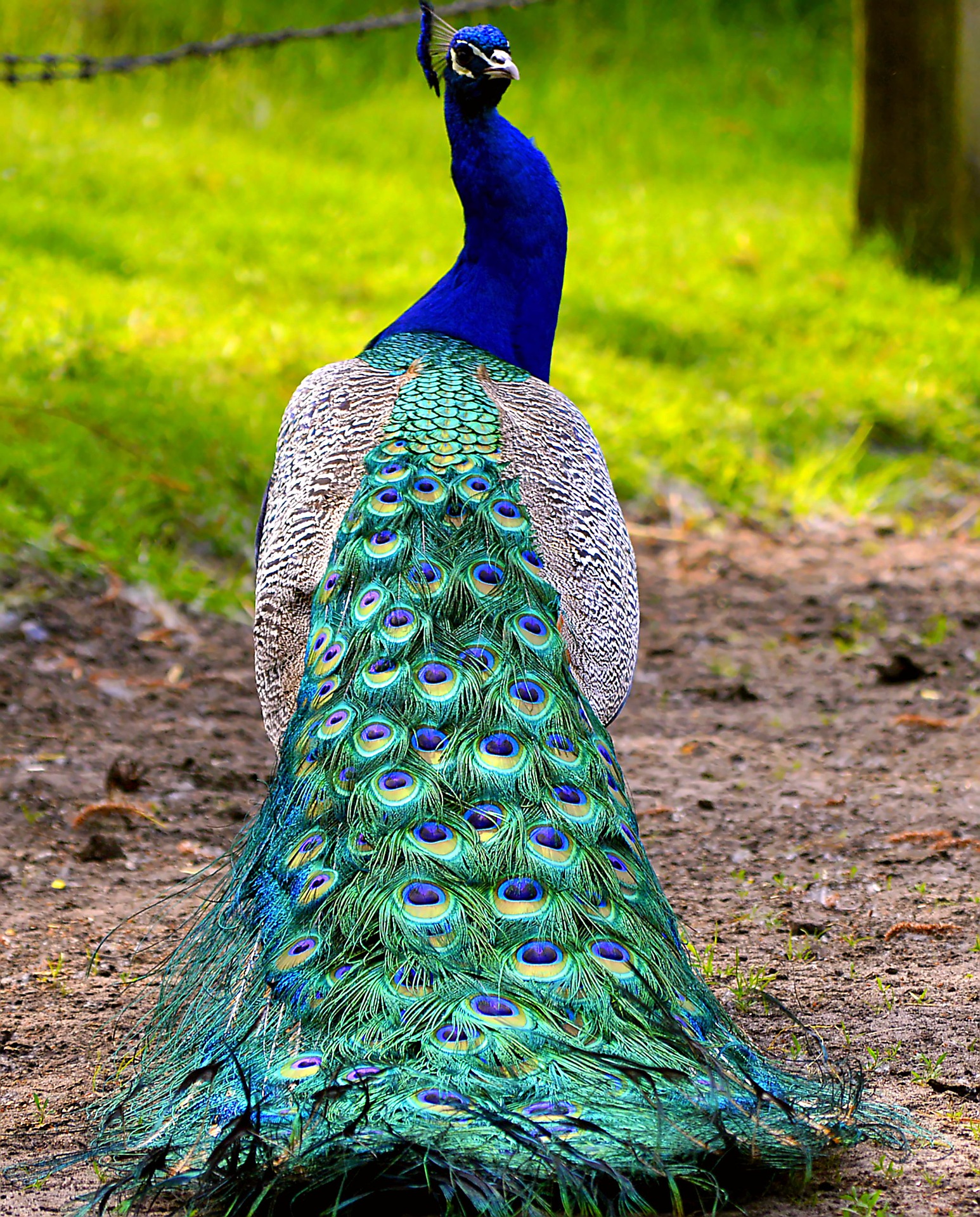 Peacock