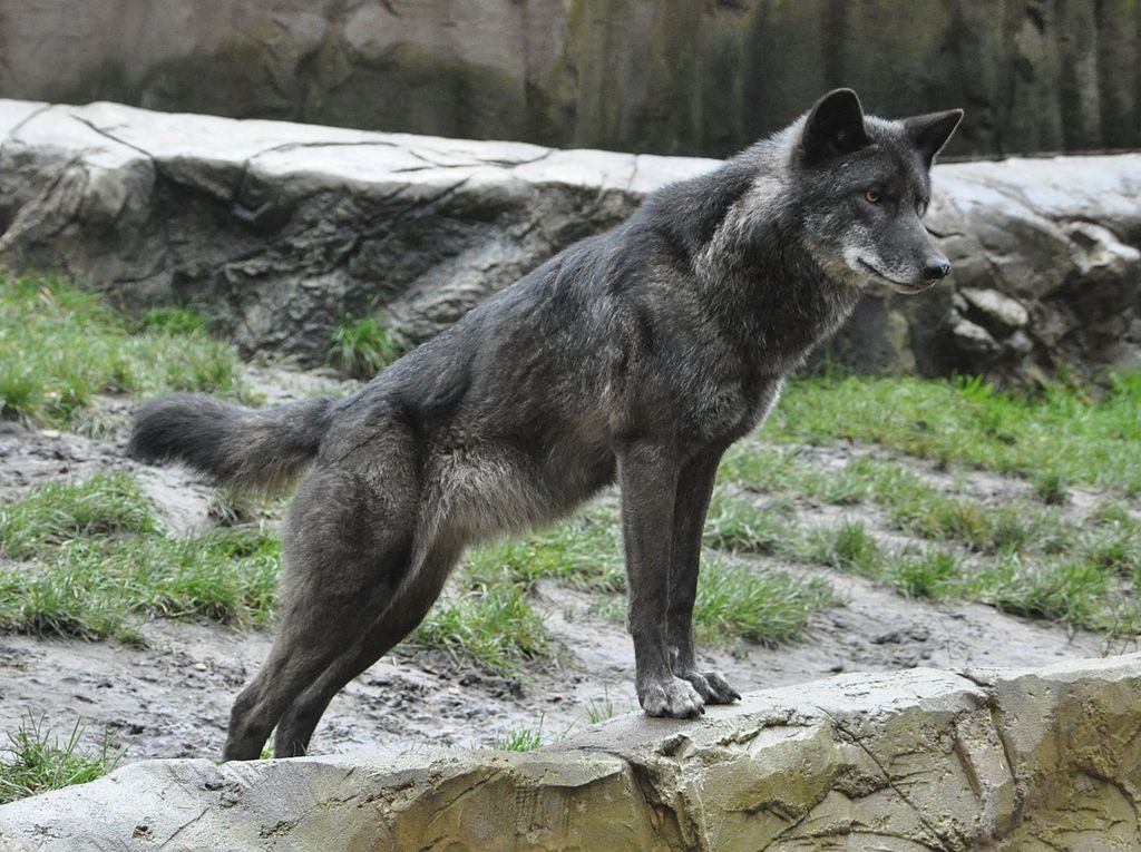 我是不是很令人震撼呀? shock.jpg