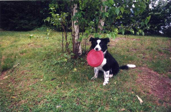 Border_Collie_puppy_with_disc.jpg
