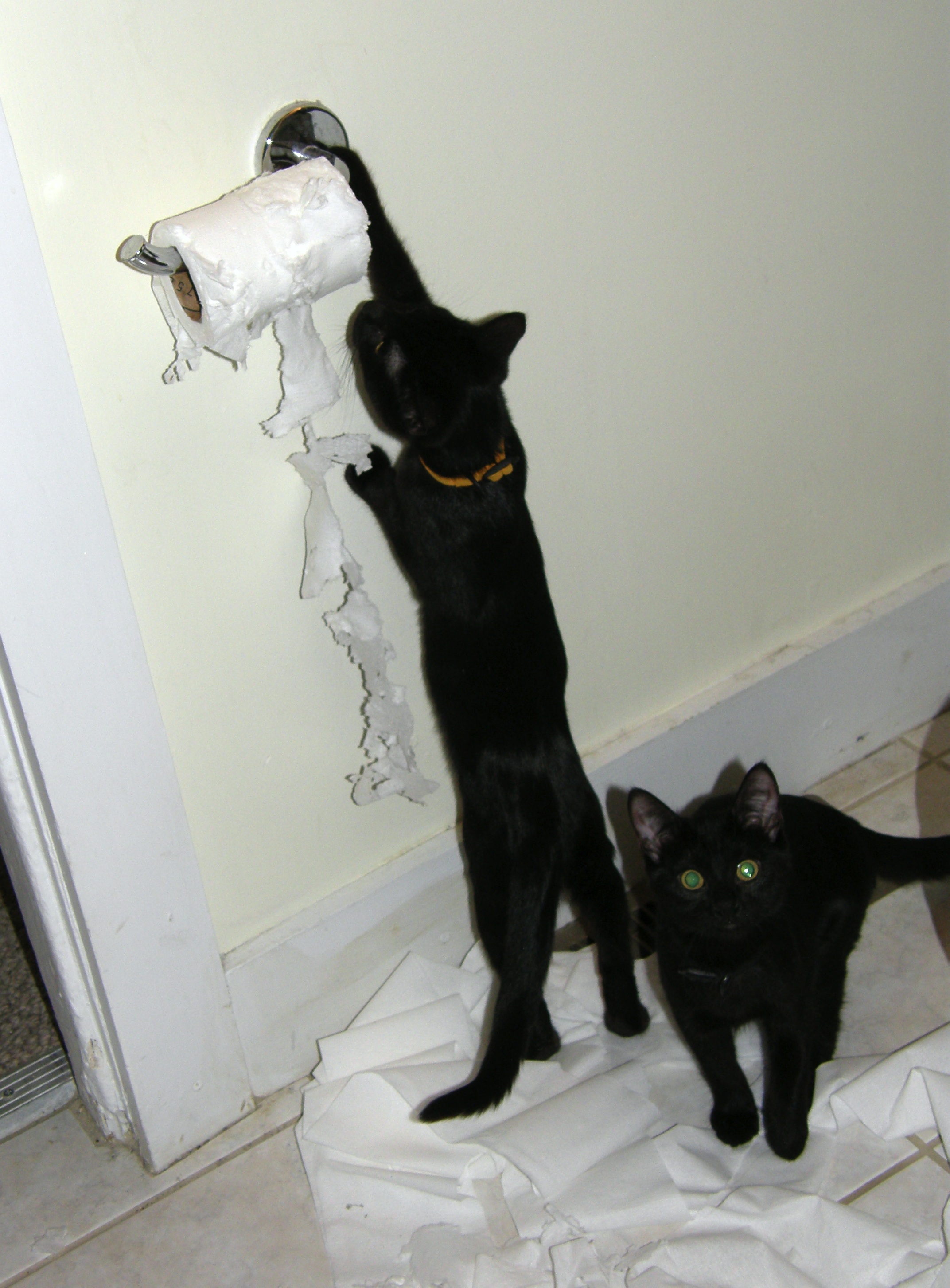 Cats_attacking_toilet_paper.jpg