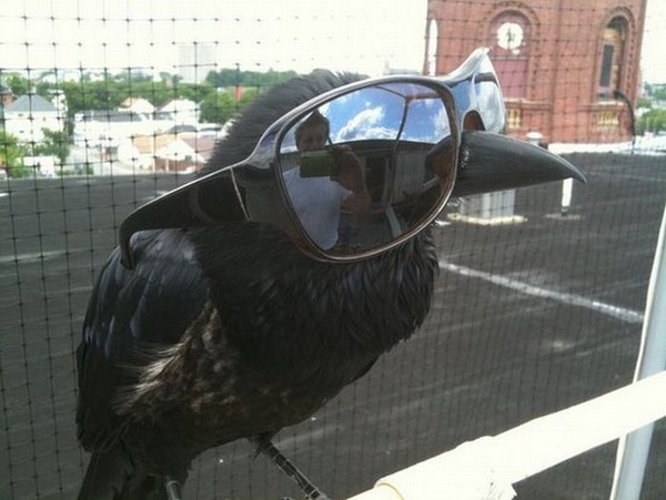 Fashion-crow.jpg