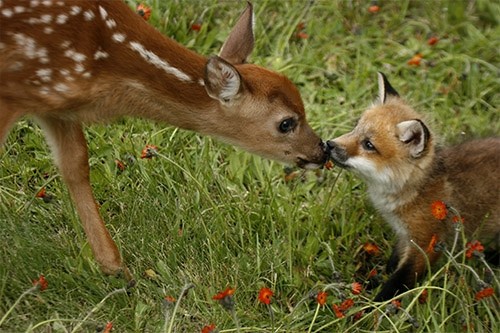 deer-and-fox.jpg