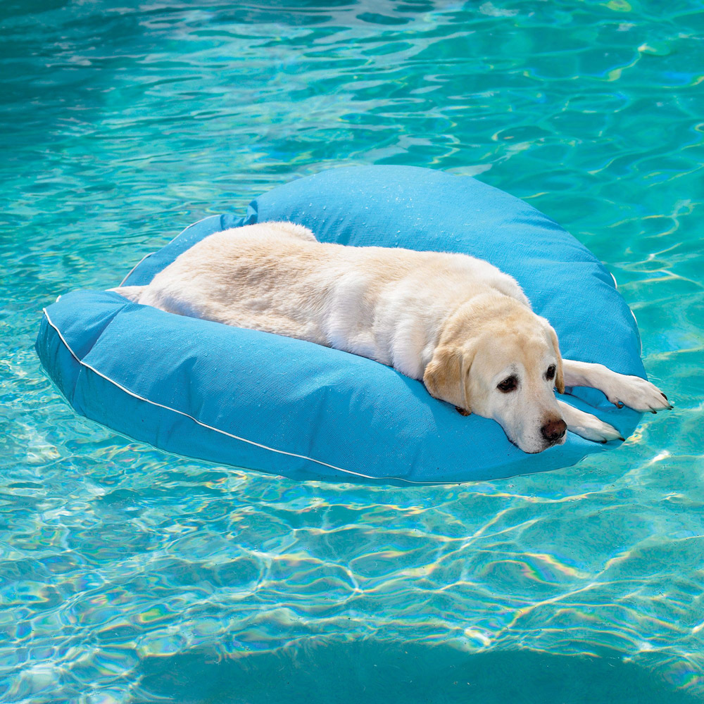dog-pool-float-1.jpg