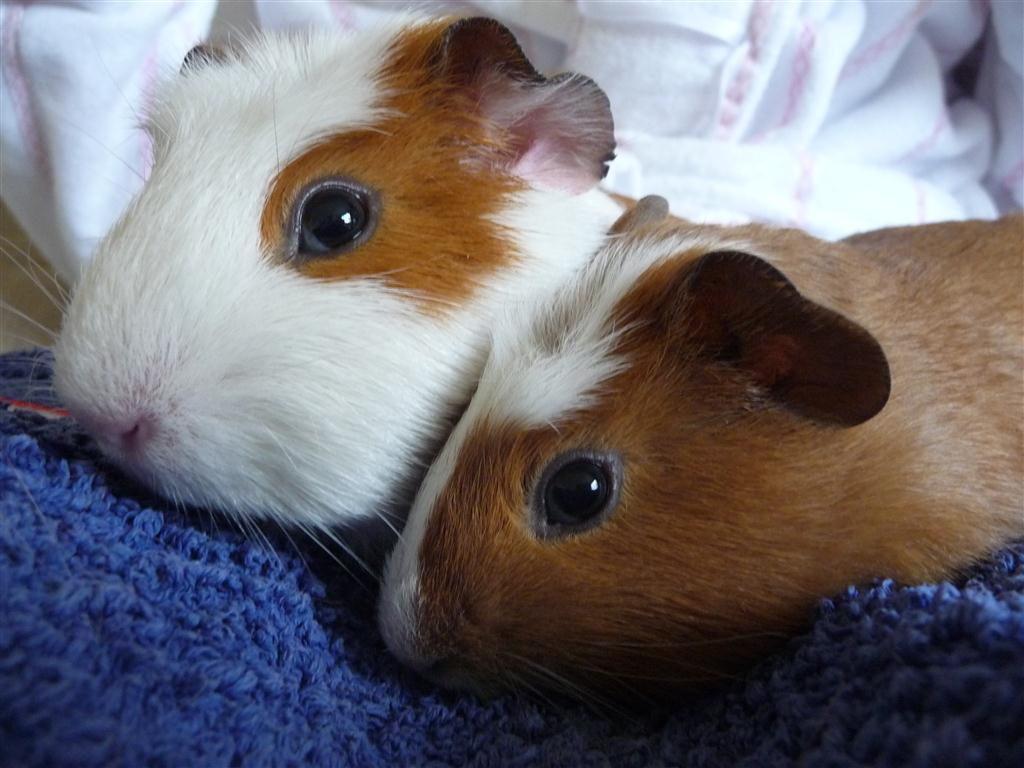 guinea-pigs.jpg
