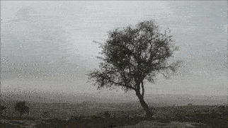 scp-895-plant.gif