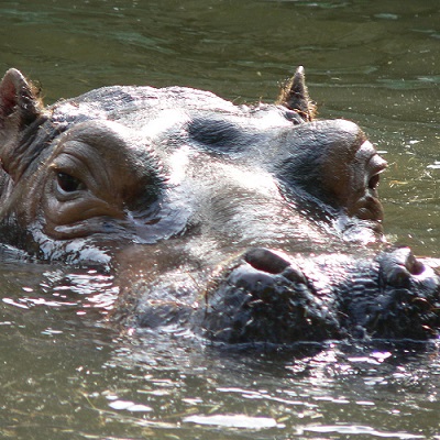 hippo.jpg