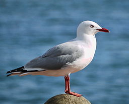 seagull.jpg