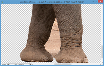 Elephant-1.png