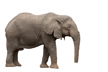 Elephant-3.png