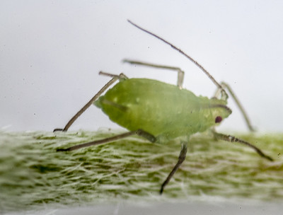 006-Aphid-new.jpg