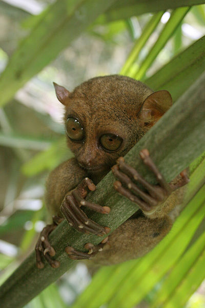 400px-Tarsier-GG.jpg