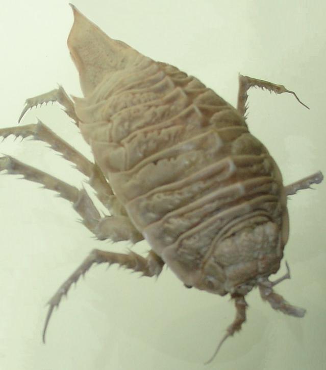 isopod.jpg