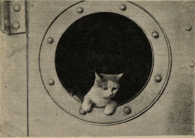 cat-1.jpg
