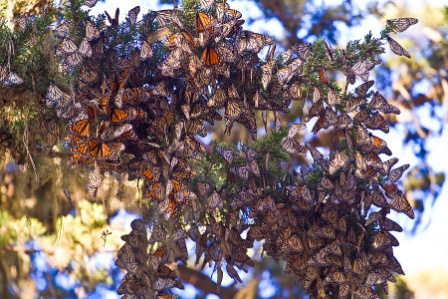 Monarch-butterflies1.jpeg