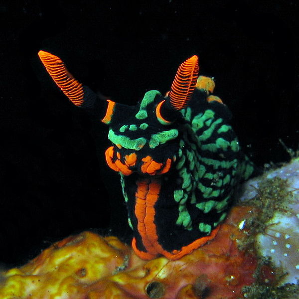 Nudibranch_Nembrotha_kubaryana.jpg