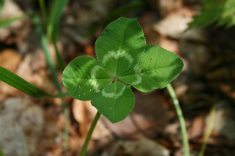 4LeafClover.JPG