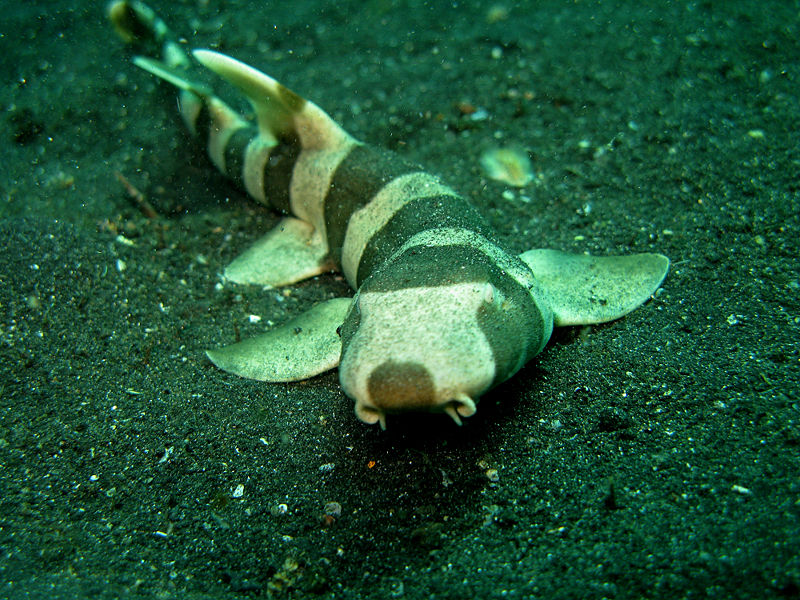 Bamboo_Shark.jpg
