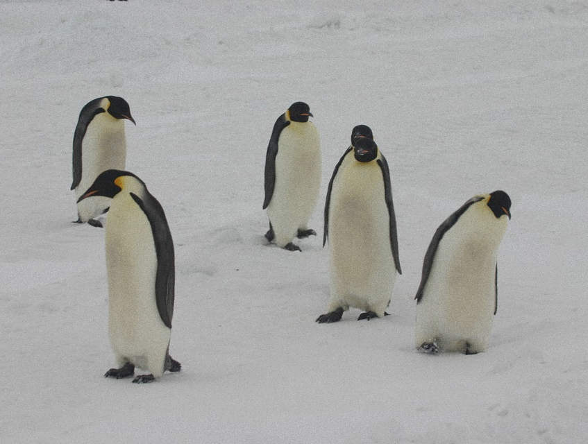 desolate_penguins_hurl.jpg