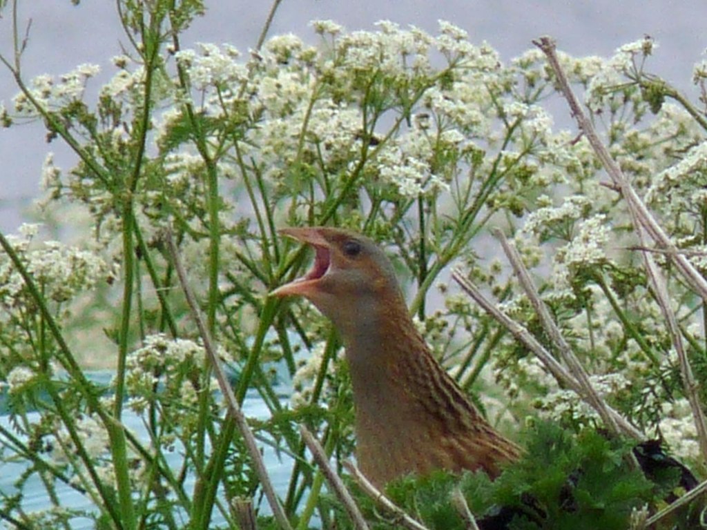 corncrake2.jpg