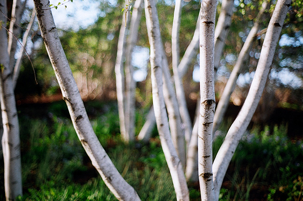 Birch.jpg