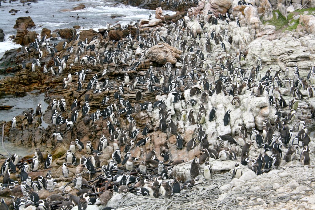 Jackass_Penguin_Colony.jpg