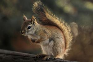 squirrel.jpg