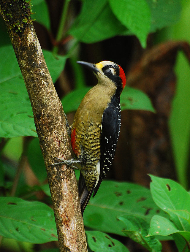 Black-cheeked_Woodpecker.jpg