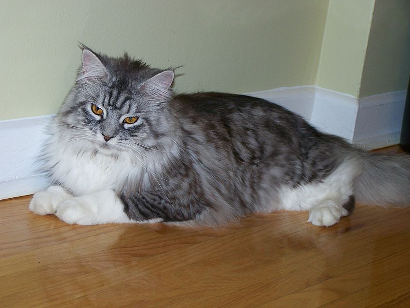 MaineCoonSCP.jpg