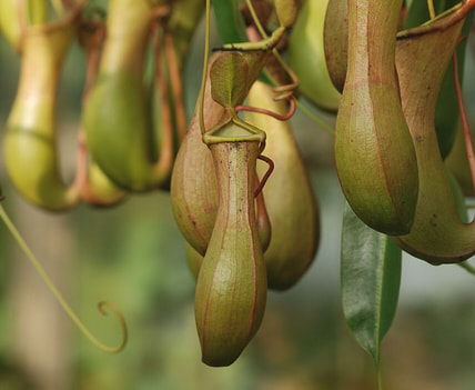 nepenthes.jpg